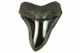 Serrated, Fossil Megalodon Tooth - Polished Blade #128314-1